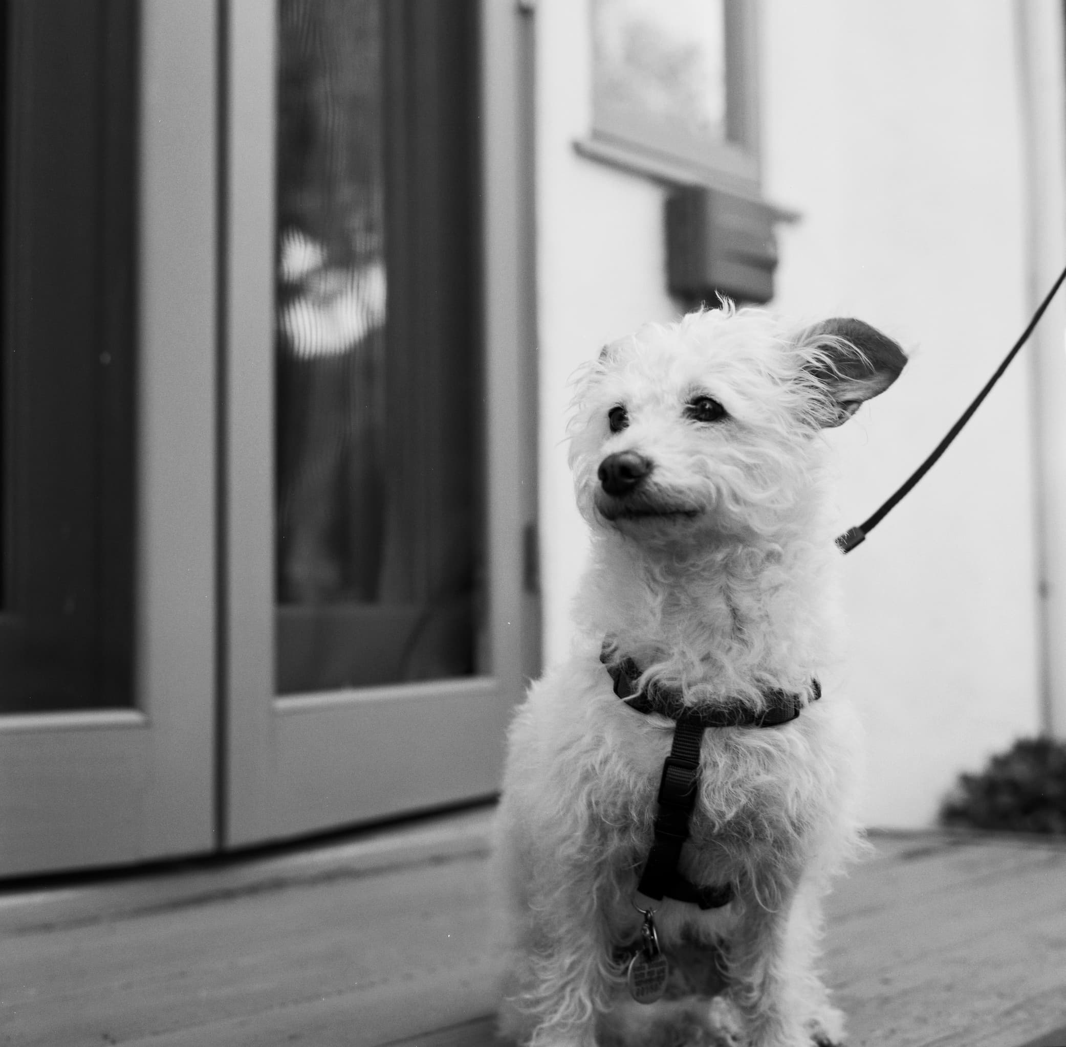 Lucy Dog